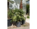 Χαμαίρωπας humilis - Chamaerops humilis