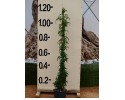 Γιασεμί πολυανθές - Jasminum polyanthum