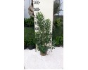 Αγγελική - Pittosporum tobira