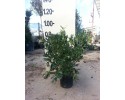 Αγγελική - Pittosporum tobira