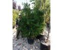 Αγγελική - Pittosporum tobira