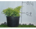 Γιουνίπερους - Juniperus sp.