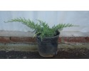 Γιουνίπερους - Juniperus sp.