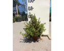 Κοπρόσμα - Coprosma repens