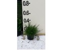 Γκρεβιλέα juniperina - Grevillea juniperina