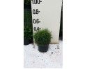 Γκρεβιλέα juniperina - Grevillea juniperina