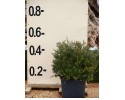 Γκρεβιλέα juniperina - Grevillea juniperina