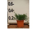 Γκρεβιλέα juniperina - Grevillea juniperina