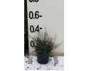 Λεπτόσπερμα - Leptospermum sp.