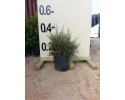 Λεπτόσπερμα - Leptospermum sp.