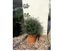 Λεπτόσπερμα - Leptospermum sp.