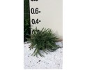 Γκρεβιλέα tamborita - Grevillea lanigera mont tamborita