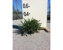 Γκρεβιλέα tamborita - Grevillea lanigera mont tamborita