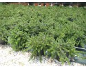Γκρεβιλέα tamborita - Grevillea lanigera mont tamborita