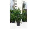 Λιγούστρο texanum - Ligustrum japonicum texanum