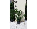 Λιγούστρο texanum - Ligustrum japonicum texanum
