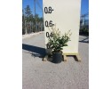 Λιγούστρο texanum - Ligustrum japonicum texanum