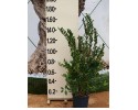 Λιγούστρο texanum - Ligustrum japonicum texanum