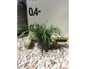 Λιριόπε - Liriope muscari