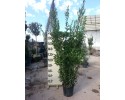 Δάφνη Απόλλωνος - Laurus nobilis