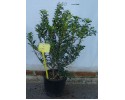 Αγγελική μικρόφυλλη - Pittosporum heterophyllum