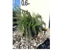 Δενδρολίβανο έρπον - Rosmarinus officinalis prostratus