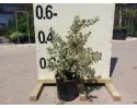 Μετροσίδηρος πανασέ - Metrosideros excelsa aurea