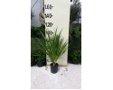 Δράκαινα πράσινη - Cordyline australis