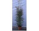 Μπαμπού aurea - Phyllostachys aurea (Bambusa aurea)
