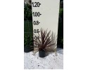 Δράκαινα atropurpurea - Cordyline australis atropurpurea
