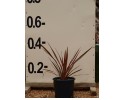 Δράκαινα atropurpurea - Cordyline australis atropurpurea