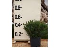 Μυρτιά μικρόφυλλη - Myrtus communis microphylla