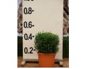 Μυρτιά μικρόφυλλη - Myrtus communis microphylla