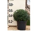 Μυρτιά μικρόφυλλη - Myrtus communis microphylla
