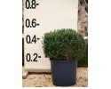 Μυρτιά μικρόφυλλη - Myrtus communis microphylla