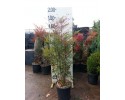 Ναντίνα - Nandina domestica