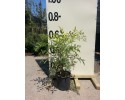 Ναντίνα - Nandina domestica