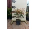 Ναντίνα - Nandina domestica