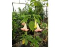 Ντατούρα - Datura sp.