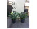 Πολύγαλα - Polygala myrtifolia