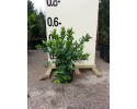 Πολύγαλα - Polygala myrtifolia