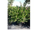 Πολύγαλα - Polygala myrtifolia