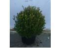 Πυξάρι (Μπούξους) - Buxus rotundifolia