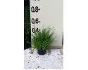 Σίτισος racemosus - Cytisus racemosus