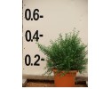 Σίτισος racemosus - Cytisus racemosus