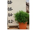 Σίτισος racemosus - Cytisus racemosus