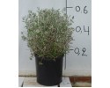 Τεύκριο - Teucrium fruticans