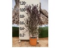 Δωδωναία purpurea - Dodonaea purpurea