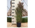 Δωδωναία purpurea - Dodonaea purpurea