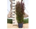 Δωδωναία purpurea - Dodonaea purpurea